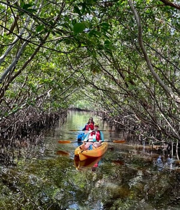 Tuneles de Manglares